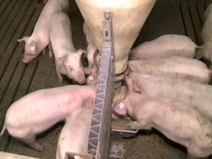 Чачак, спречен транспорт свиња из подручја зараженог афричком кугом