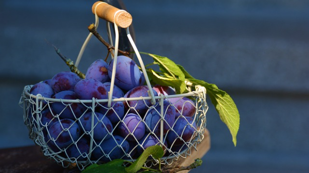 Богатство традиције у служби будућности: очување старих сорти шљиве