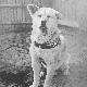Хачико: Век од рођења најоданијег пса на свету