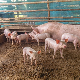 Афричка куга свиња до сада потврђена у 32 општине у Србији