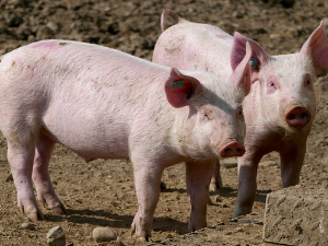 Афричка куга свиња донела бројне проблеме; Будимовић: Питање је шта ће се дешавати са ценом меса