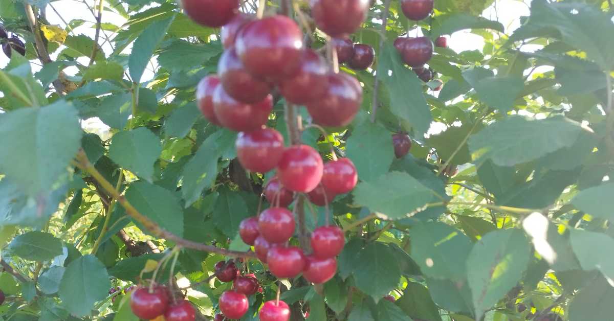 Вишње и шљиве пате због врућина, какав плод можемо да очекујемо