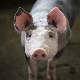 Појачане мере надзора и контроле увоза свињског меса, апел грађанима да користе само декларисане производе