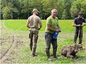 Словенија после поплава – спасавање телета Гомзија и два прасета из блата у Савињској долини