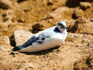 1001 Траг - Док музика негде свира