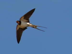 1001 Траг - Ластавице ласто 