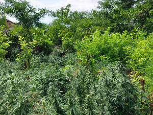 Рума, пронађено готово 30 стабљика марихуане