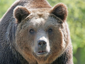 Медвед побегао из товарног простора на аеродрому у Дубаију, премијер Ирака наредио истрагу