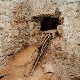 РТЦГ: Полиција зна где су осумњичени за копање тунела, извесно је да нису из Албаније