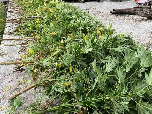 Хапшење код Лучана због производње и стављања у промет опојних дрога