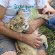 Код Суботице пронађено изнемогло али умиљато младунче лава