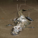 Шта је нађено у чељустима алигатора ухваћеног на Флориди
