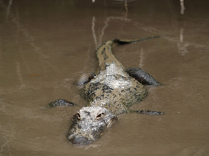 Шта је нађено у чељустима алигатора ухваћеног на Флориди