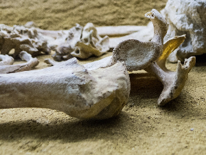 Бутна кост направила чудан преокрет – откуд заправо сифилис у Европи