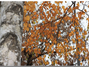 1001 Траг - Станика ми болна легнала