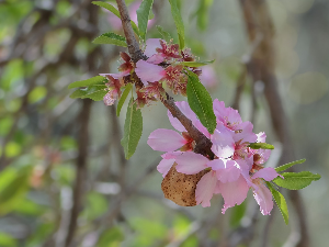 1001 Траг - Покрај Саве бадем дрво расте