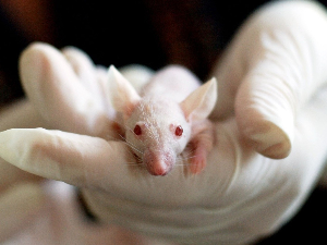 Ембриони мишева први пут успешно узгојени у свемиру