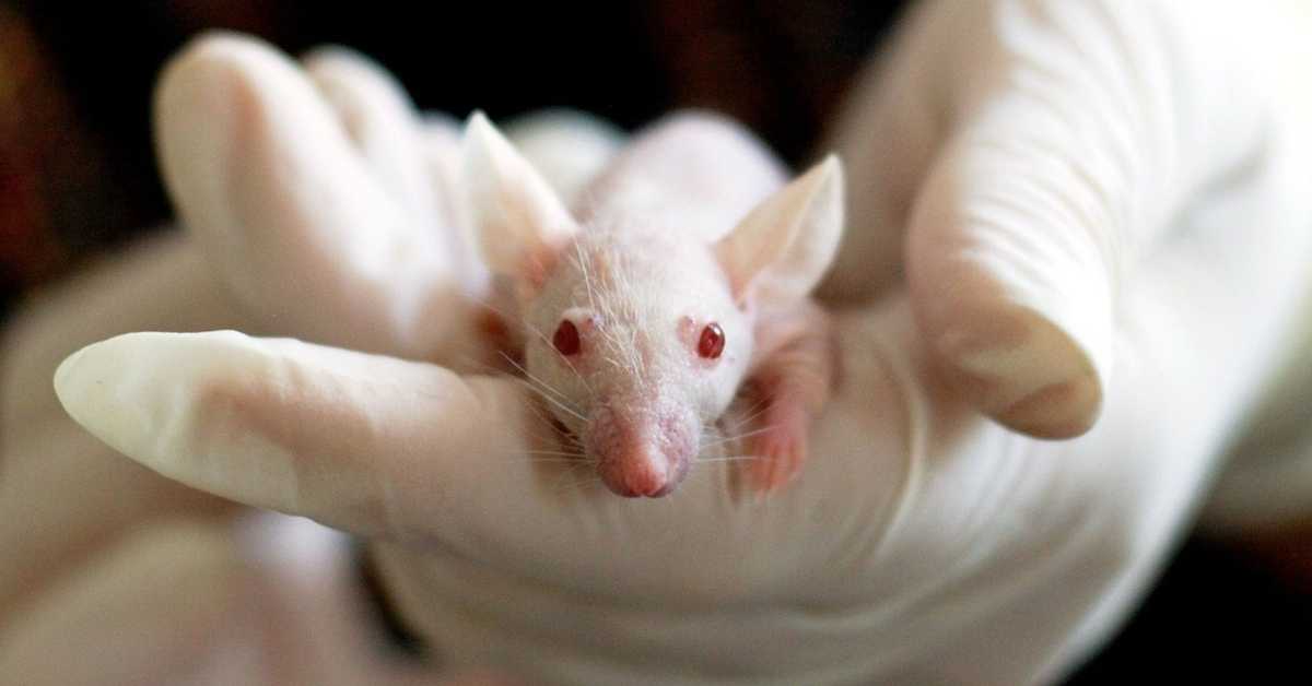 Ембриони мишева први пут успешно узгојени у свемиру