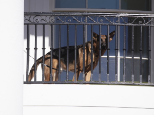 Бајденов проблематични пас и „архинепријатељ“ припадника тајне службе премештен из Беле куће