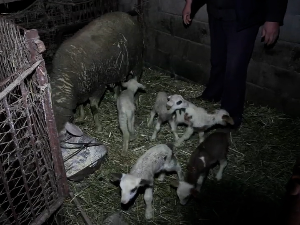 Ђорђевићима година почела берићетно, једна овца их обрадовала са пет јагњади