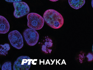 Привредна историја Србије:	Сину виђело из ријеке