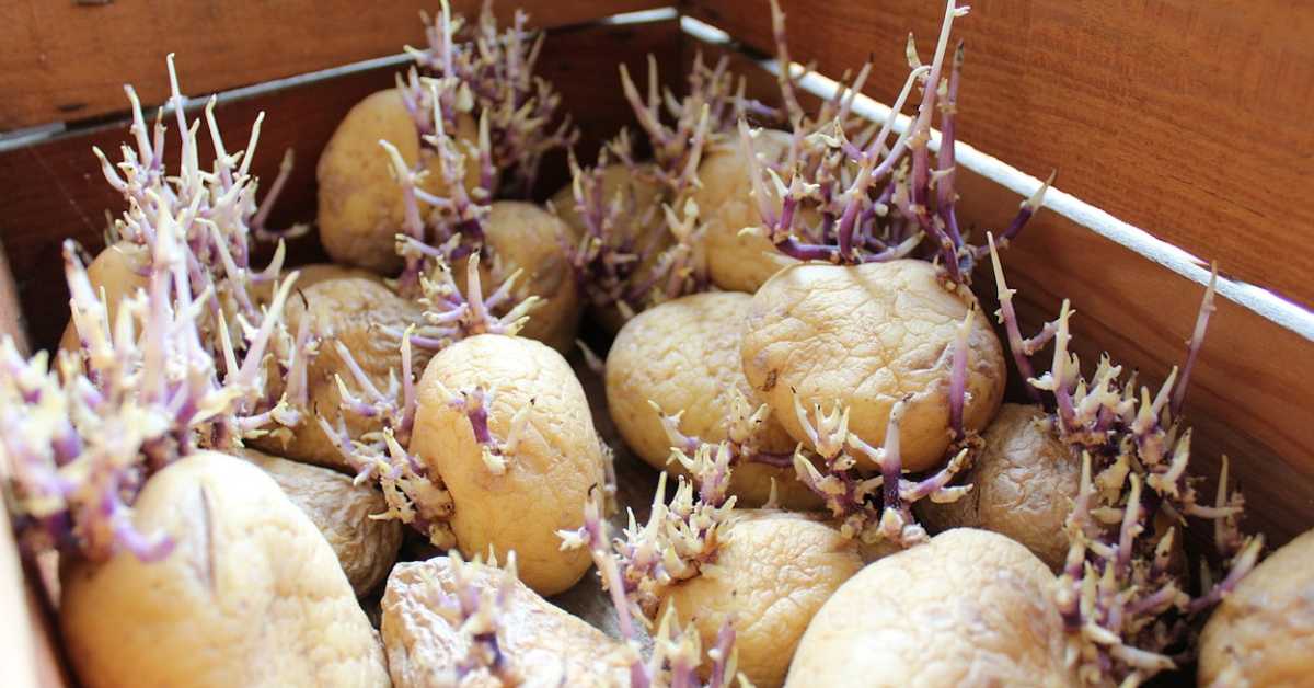 Да ли је безбедно јести проклијали кромпир