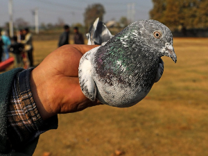 Ово је велики неспоразум – „шпијунски“ голуб пуштен после осам месеци притвора у Индији