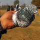 Ово је велики неспоразум – „шпијунски“ голуб пуштен после осам месеци притвора у Индији