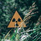 Зрачење у Чернобиљу и отпорност на рак