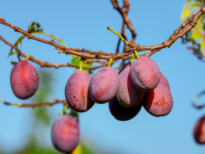 Песме мога краја - Централна Србија