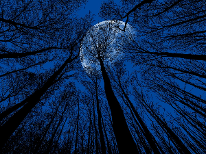 Тихо ноћи