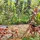 Еко минијатуре/ биљке као зачин-Шафран