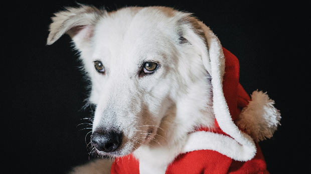 Новогодишњи музички маратон 202: Музичко животињско царство