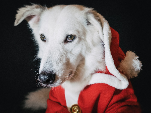 Новогодишњи музички маратон 202: Музичко животињско царство