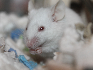 Смањивање уноса једне аминокиселине продужило живот мишевима за чак 33 одсто, да ли може и људима