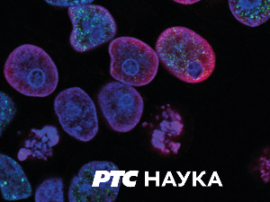 Археокухиња: Мириси кухиње древног Рима