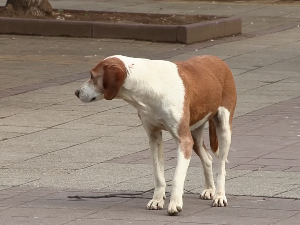 Грађани Прокупља траже да се хитно реши проблем паса луталица
