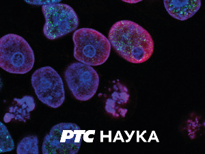 Моравска Србија: Манасија