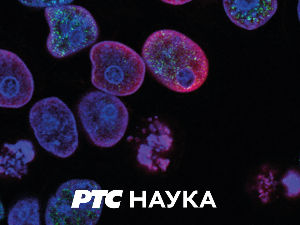 Београдско благо: Легат Црњански