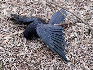 Mасовно угинуће птица код Накова; шта сејеш то и жањеш