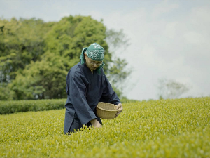 Јапан, прича о мајстору чаја