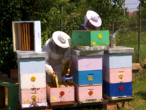 Меленци: Које олакшице очекују пчеларе од 1. маја
