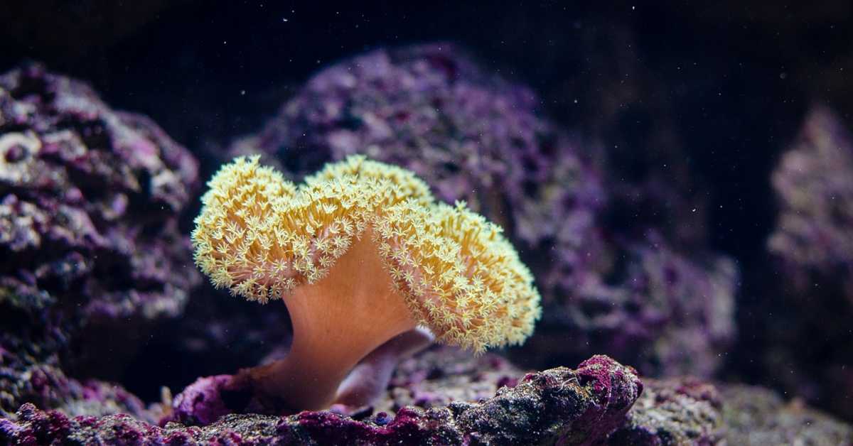 Да ли је „вантелесна оплодња за корале“ последња нада за спас коралних гребена