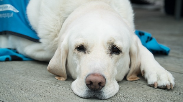 Зашто нема довољно паса водича за слепе особе