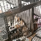 Цариници на Градини спречили шверц 21 расног пса