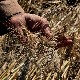 Жетва пшенице већ почетком јуна а силоси пуни старог рода – како сачувати квалитет хлебног зрна