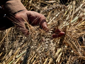 Жетва пшенице већ почетком јуна а силоси пуни старог рода – како сачувати квалитет хлебног зрна