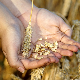 Светско тржиште има проблем, залихе пшенице биће најниже у последњих десет година – какво је стање у Србији