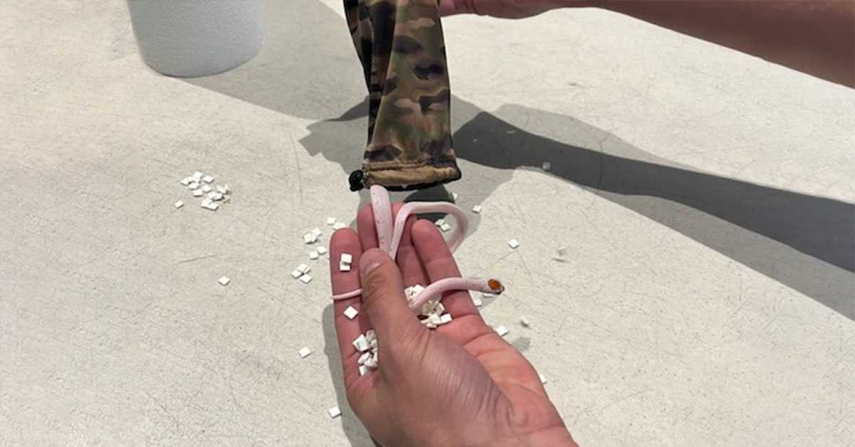 Торба са змијама пронађена у панталонама путника на Међународном аеродрому у Мајамију