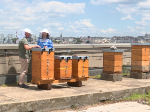 Да ли сте пробали урбани мед